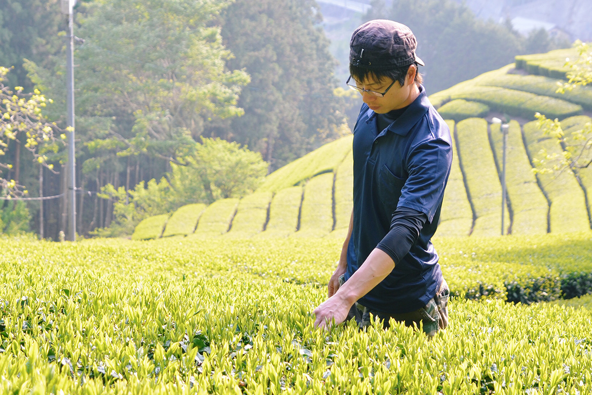A worker checks the tea leaves' quality.
