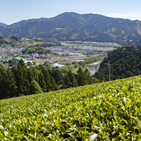 川の茶エリア