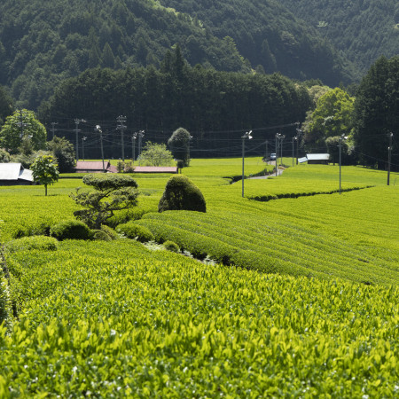 山の茶エリア