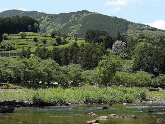 駿河、お茶のテロワール