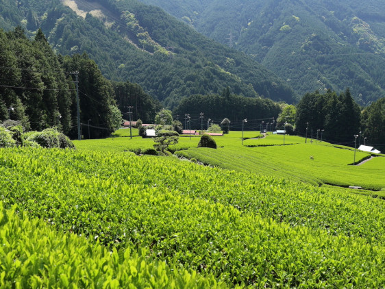 Suruga’s Top Tea Fields