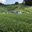 Kanetou Miura Tea Farm