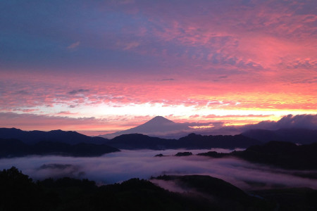 Enjoy the mountain tea of Suruga