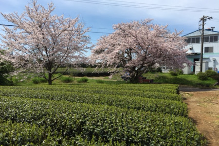 お茶の向笠園（むかさえん）