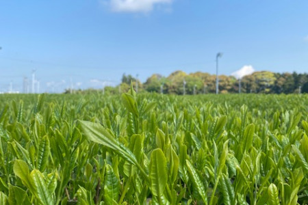 お茶の向笠園（むかさえん）