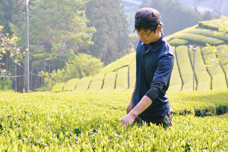 茶葉の品質を確認するスタッフ