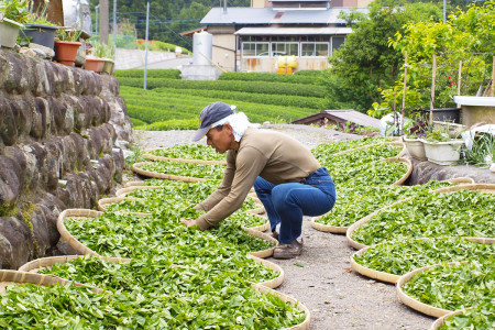 Masui-san checks the quality of tea leaves.