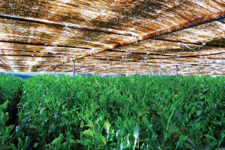 A covering used in summer to protect tea leaves from the sun.