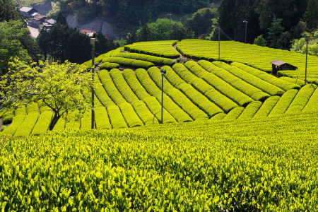 Shidajima-en Tea & Wasabi Farm