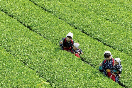 Maruichi Mizuno Tea Farm