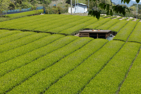 MARUICHI水野製茶