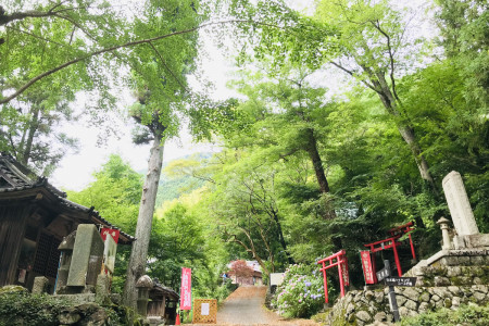 Red torii gates under a green canopy of leaves.
