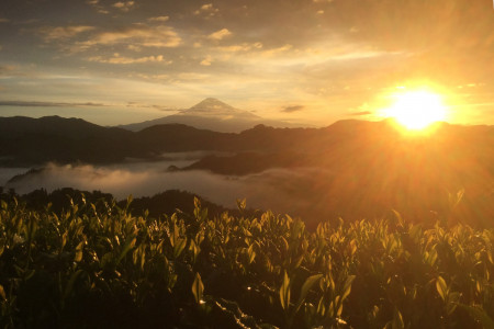 The sun rises over Murakami Tea Garden.