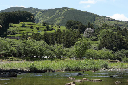 駿河、お茶のテロワール