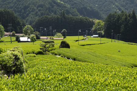 山の茶エリア