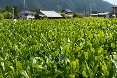 Delicious Tea at Aito-en Tea Farm