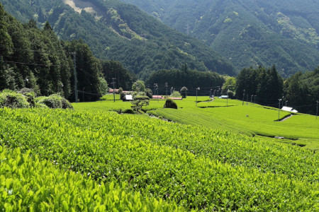 するがエリアの茶畑の紹介