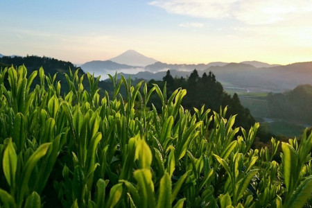 Picture-perfect tea leaves against the landscape.