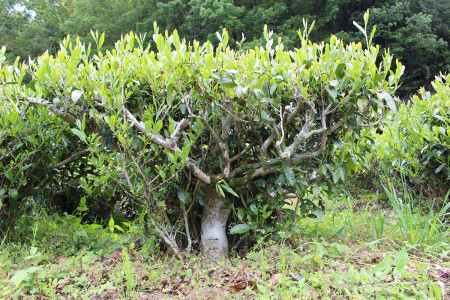 A tea bush getting sunlight.