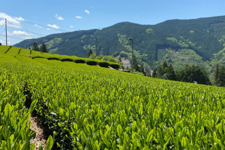 小小茶農園 茶之森