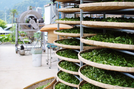 Tea trays where leaves are withering.