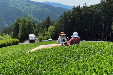 お茶の森