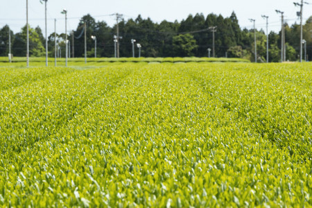 Springtime tea leaves make a stunning view.