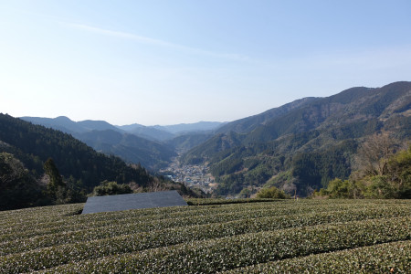 Ichinose's tea terraces surrounded by nature.
