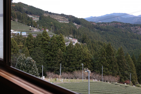 Tenku no Yado's tea terraces nestled between trees.