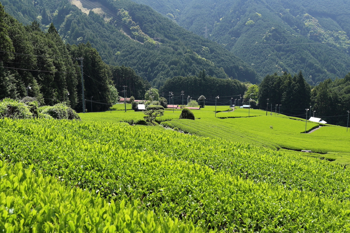 晴れた日に駿河の段々畑でお茶摘み