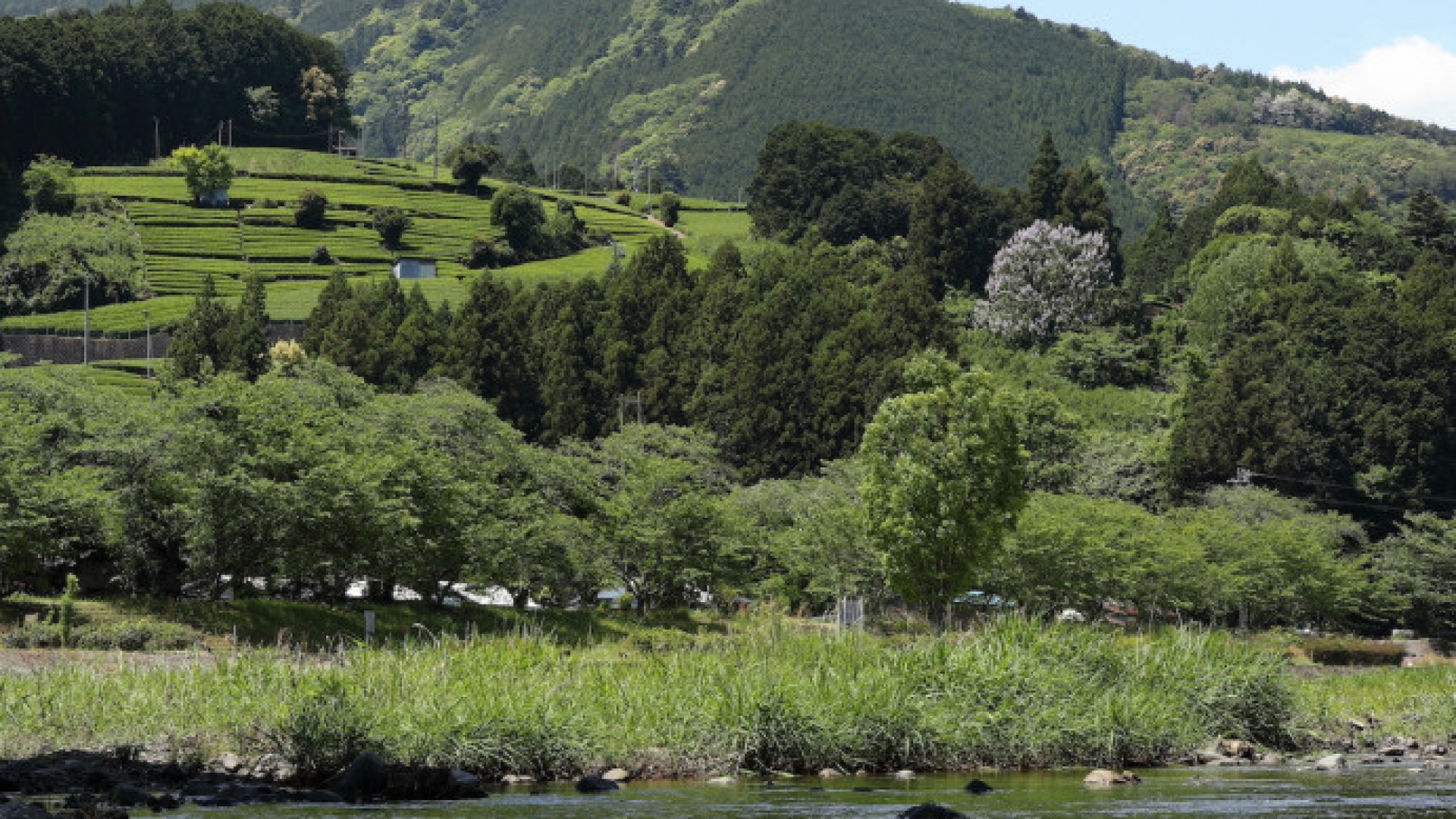 Tea Terroirs of Suruga