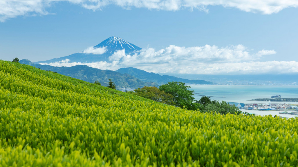 Mount Fuji & Tea Fields