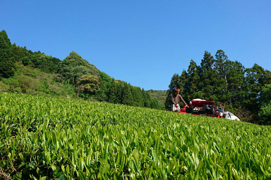 Tea fields at Happy Mukojima.