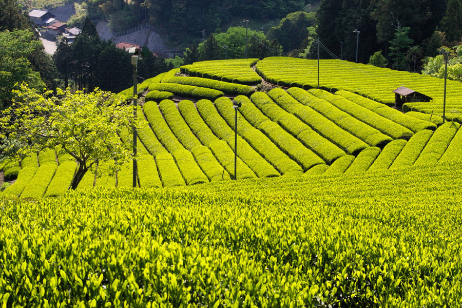 Shidajima Tea Garden has manicured tea terraces.