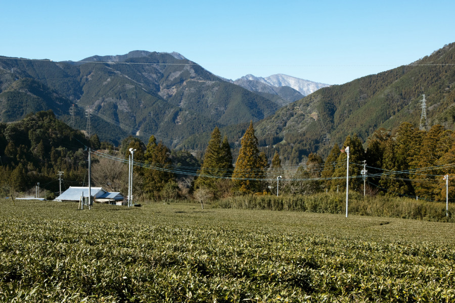 Tea Farm Masui-san's offers picturesque vistas.