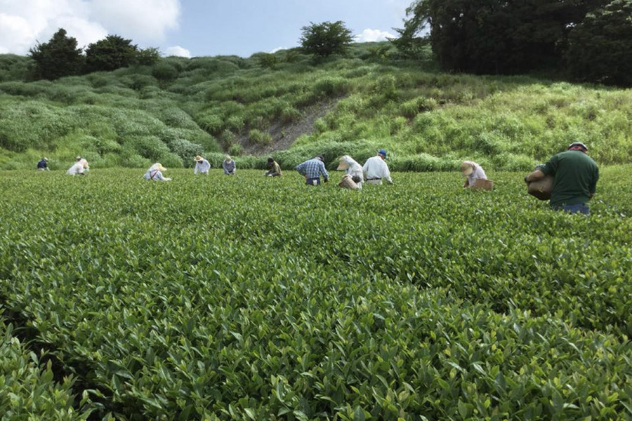 カネトウ三浦農園の茶摘みシーズン