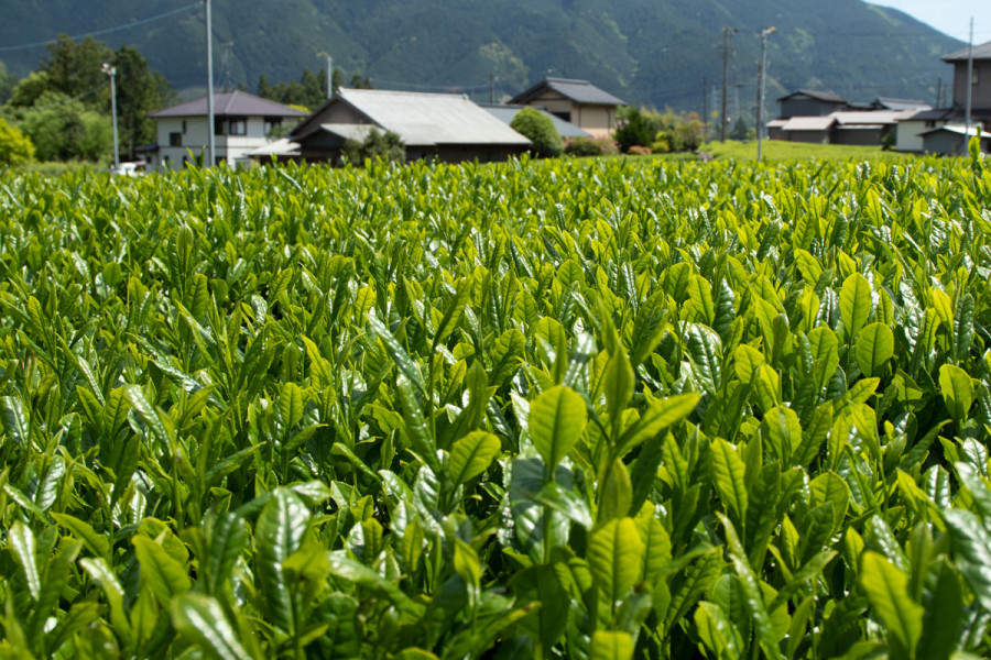 おいしいお茶の相藤園