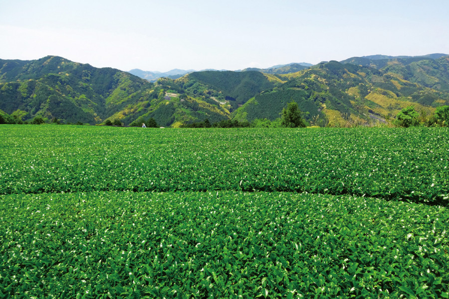 Yabuzaki-en Tea Farm