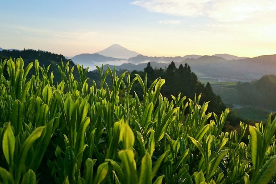 おかかえ茶園 かねぶん