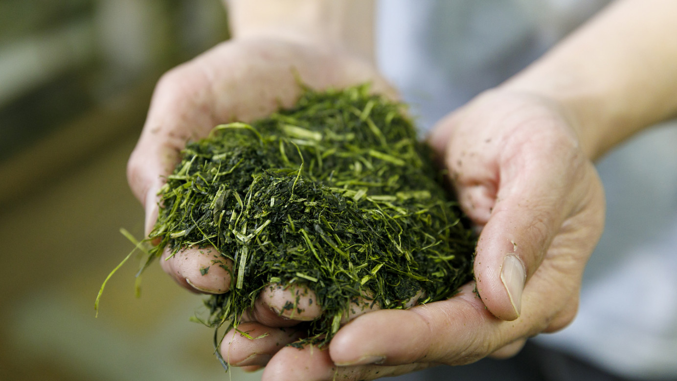 Handfuls of fresh green tea leaves.