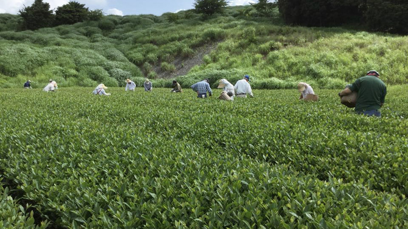 三浦農園茶葉採摘季節