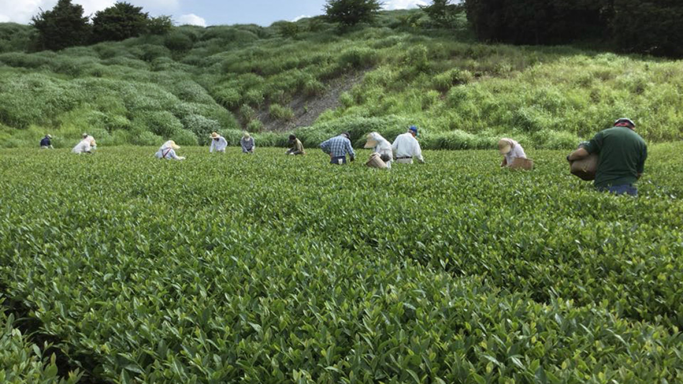 Tea leaf picking season at Kanetou Tea Farm.