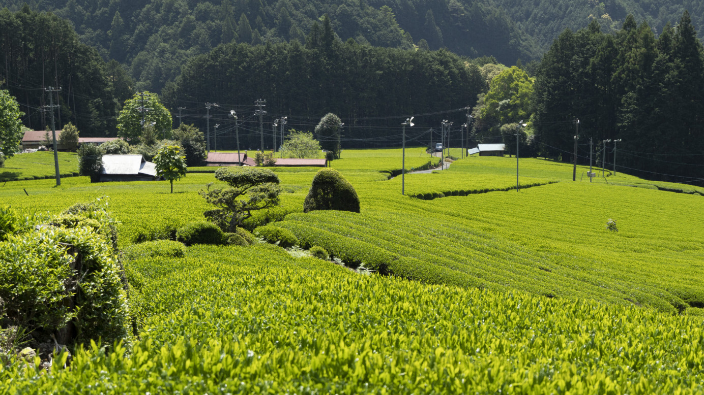 Tea terroir of the mountain area in Suruga.