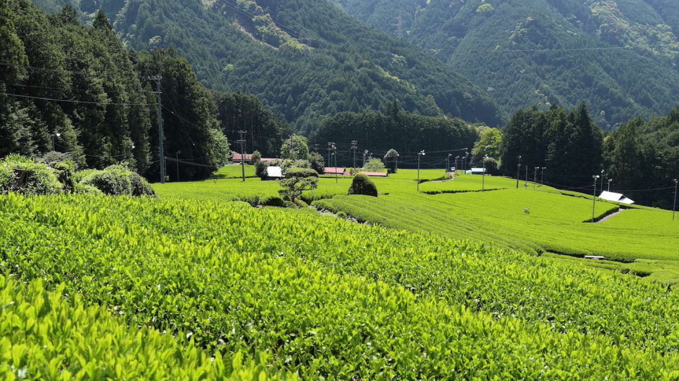 晴れた日に駿河の段々畑でお茶摘み