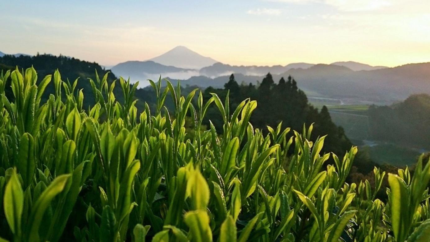 風景如畫的茶葉田