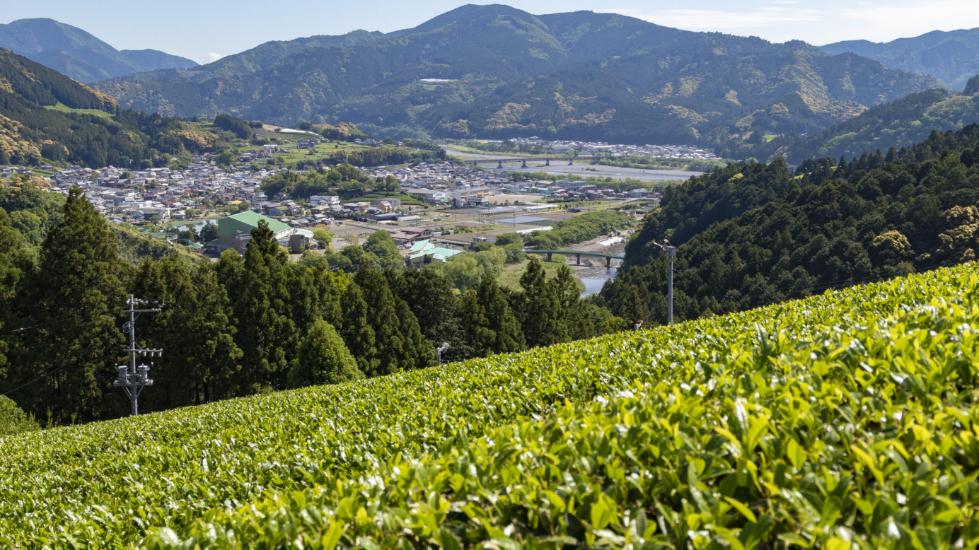 駿河河川流域の茶葉テロワール (茶葉の栽培に適した土壌)