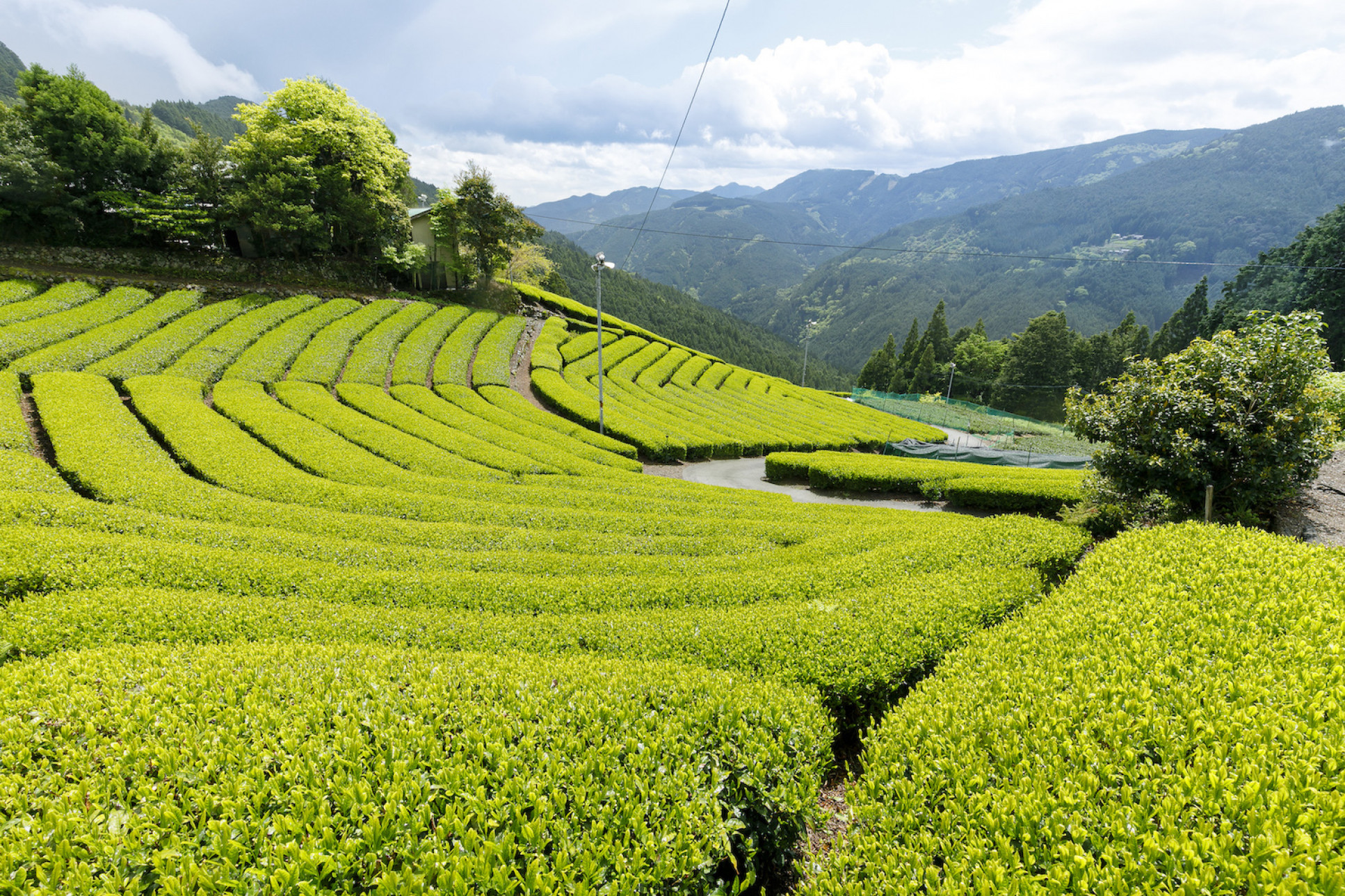 Expansive tea fields under Suruga's skies.