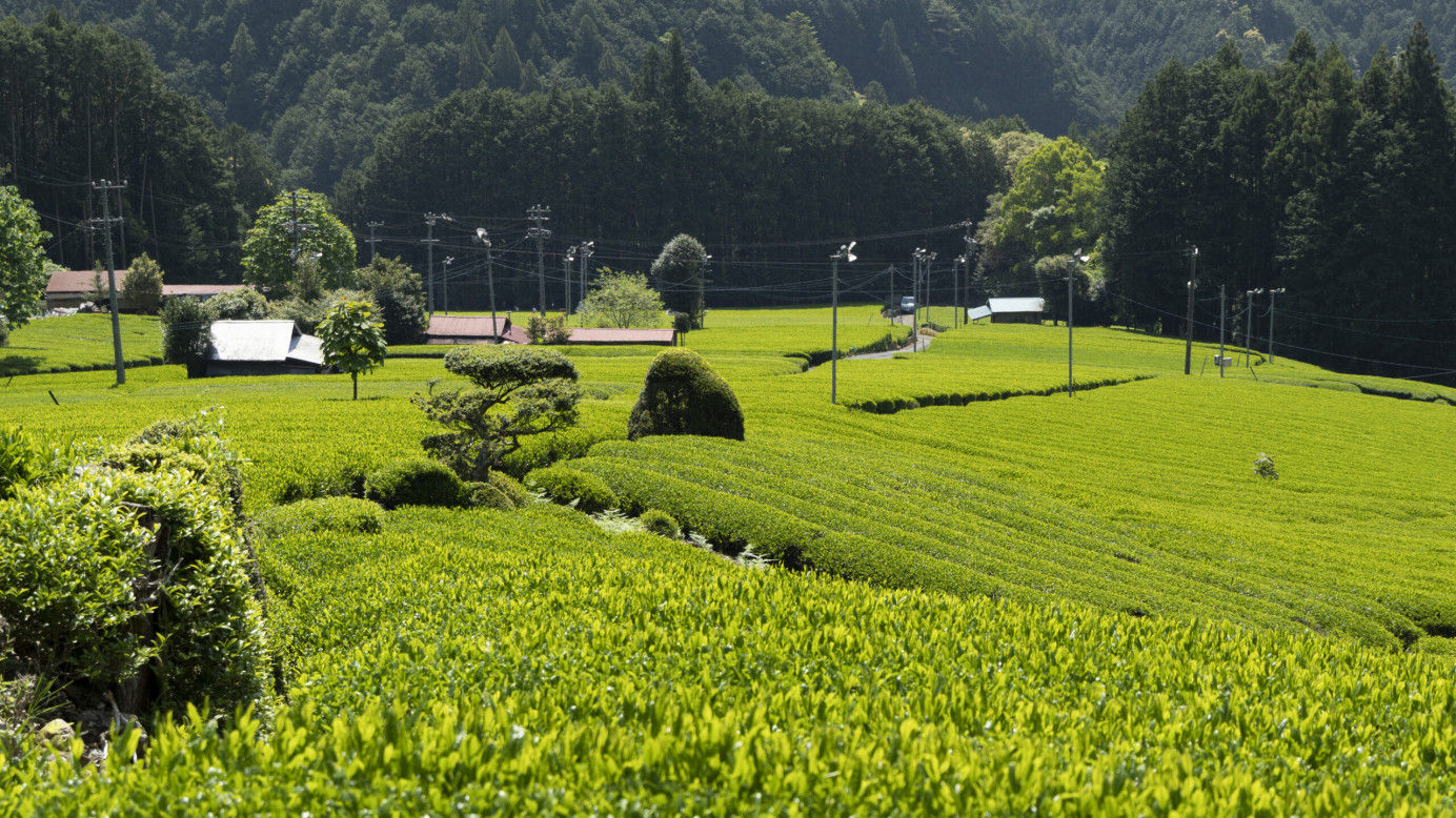 種植茶葉的駿河山區