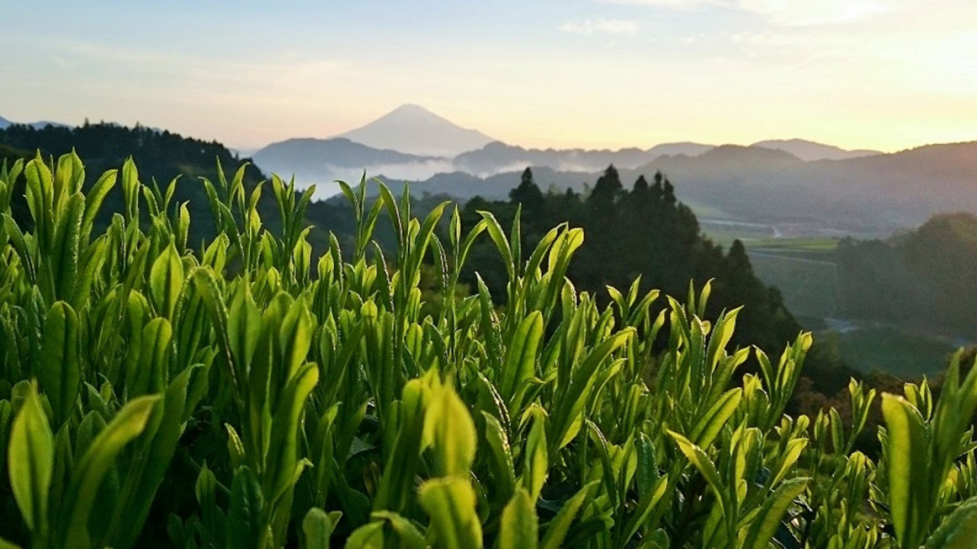 Picture-perfect tea leaves against the landscape.